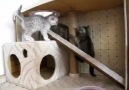 cat fun house