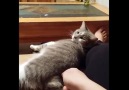 Cat gets butt scratches, falls off sofa