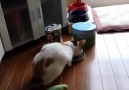 Cat gets scared by a sneaky cucumber