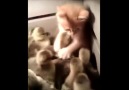 CAT GETTING JUMPED BY DUCKLINGS GANG!