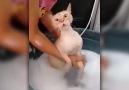 Cat Hates Bath Time