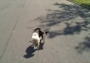 Cat Helps Blind Dog To See Where He's Going Smile
