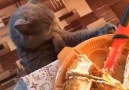Cat helps himself to the cake