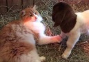 Cat helps pregnant goat through contractions