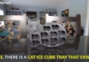 Cat Ice Cube Tray