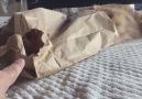 Cat In Bag Fights Back