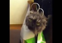 Cat In Shopping Bag