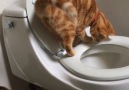 Cat instinctively uses toilet without any training