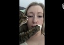 Cat Keeps Bugging Owner