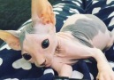 Cat Looks Like Harry Potter's Dobby