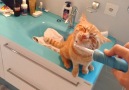 Cat Loves Electric Toothbrush