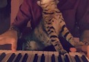 Cat Loves Music LIKE & SHARE Cute KittyClick link for more