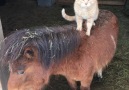 Cat Loves Riding Every Animal On His Farm