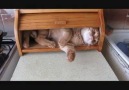 Cat loves the bread bin