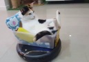 Catmobil