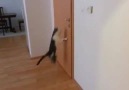 Cat open five doors to go outside