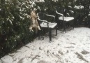 Cat Playing In Snow