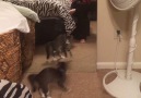 Cat Plays With Reflection