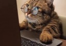 cat professor