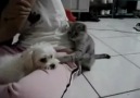 Cat Pushes Dog Too Far