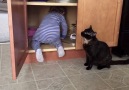 Cat Puts Baby in the Cupboard