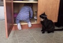 Cat Puts Baby in the Cupboard