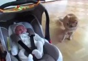 Cat Reacts to Seeing a Human Baby for the First...