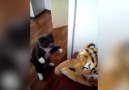 Cat really hates tiger