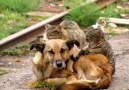 Cats and dogs friends