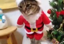 Cat Santa