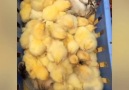 Cats are so funny Credit JukinVideo - Newsflare