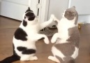 Cats Can't Stop Playing Patty-Cake