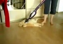 Cat's daily vacuum massage <3