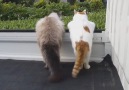 2 cats enjoying the view together