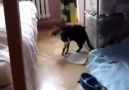 Cats face at the end