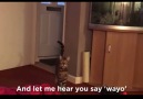 Cat's Got Talent