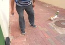 Cats head stuck in Can. This Angel helps the Kitten ... Credit ViralHog
