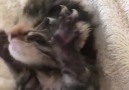 Cats - How to feed Baby Kitty Facebook