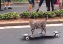 Cat skateboarding.
