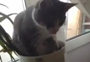 Cat sleeping in a flower pot