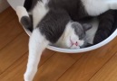 Cat Sleeps In Tiny Bowl