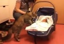Cats Meeting Babies for First Time!