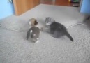 Cats playing!