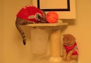 Cats playing basketball