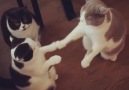 Cats Playing Patty-Cake