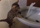 Cat's Playing With Water Bidet