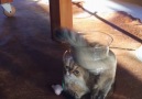 Cat Squeezes Into Bottle