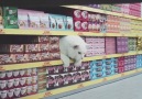 Cat squeezing in between grocery store aisles