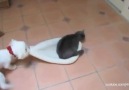 Cats stealing dogs' beds