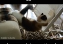 Cat's Struggle To Master Hammock Is Emotional